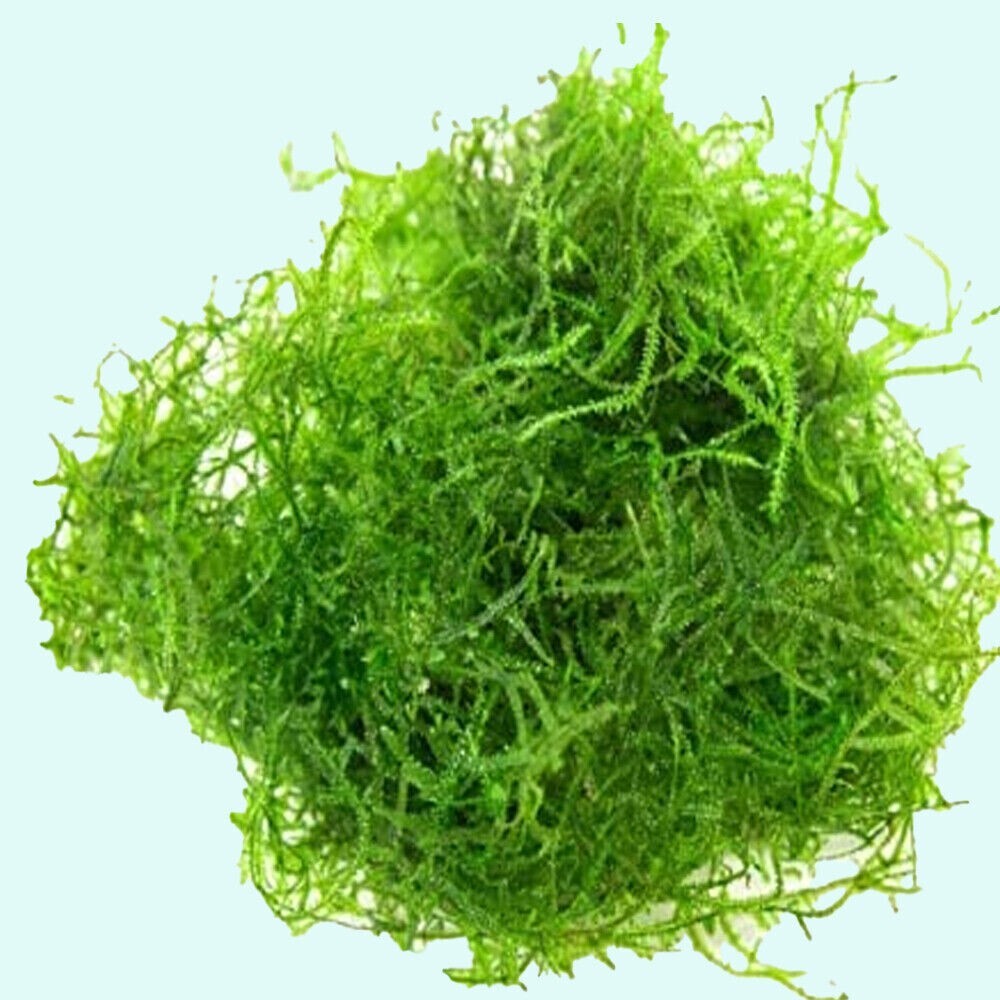 Buy 2 get 1 free Java Moss Live Aquarium Plant 2 OZ CUPsss FREESHIPPPPB