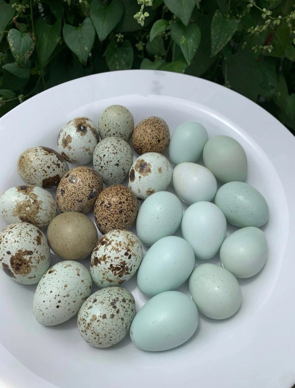12+ Exotic Colors + Celadon Blue Coturnix Quail Hatching Eggs **Quick Shipping**