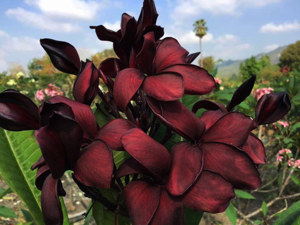 Plumeria Seeds/Flowers/ BlackWindow /Fresh 100 seeds!
