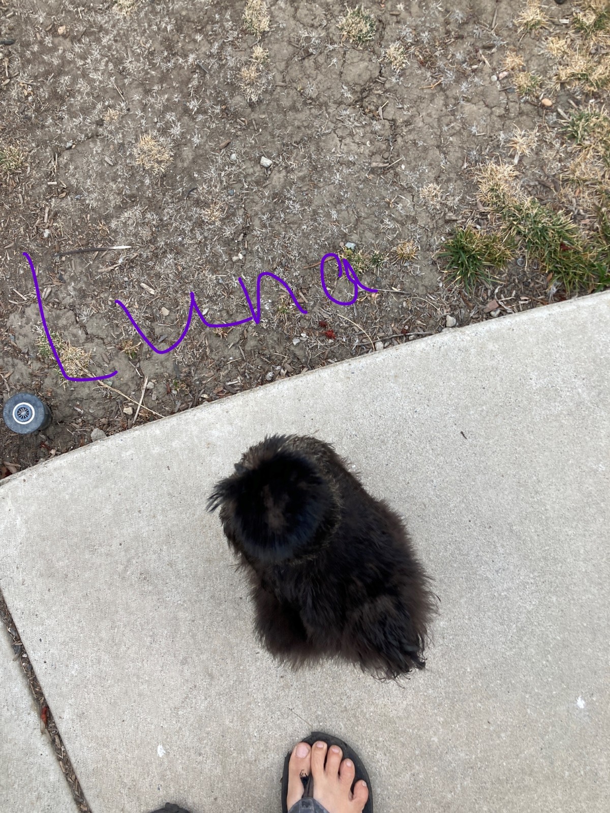 3 Silkie, Satin, Frizzle Hatching Eggs