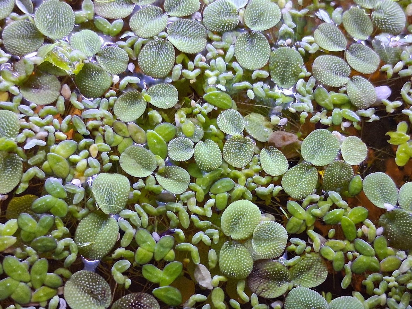 25+ Water Spangles 25+ Duckweed  - Freshwater Floating Aquarium Plant Combo