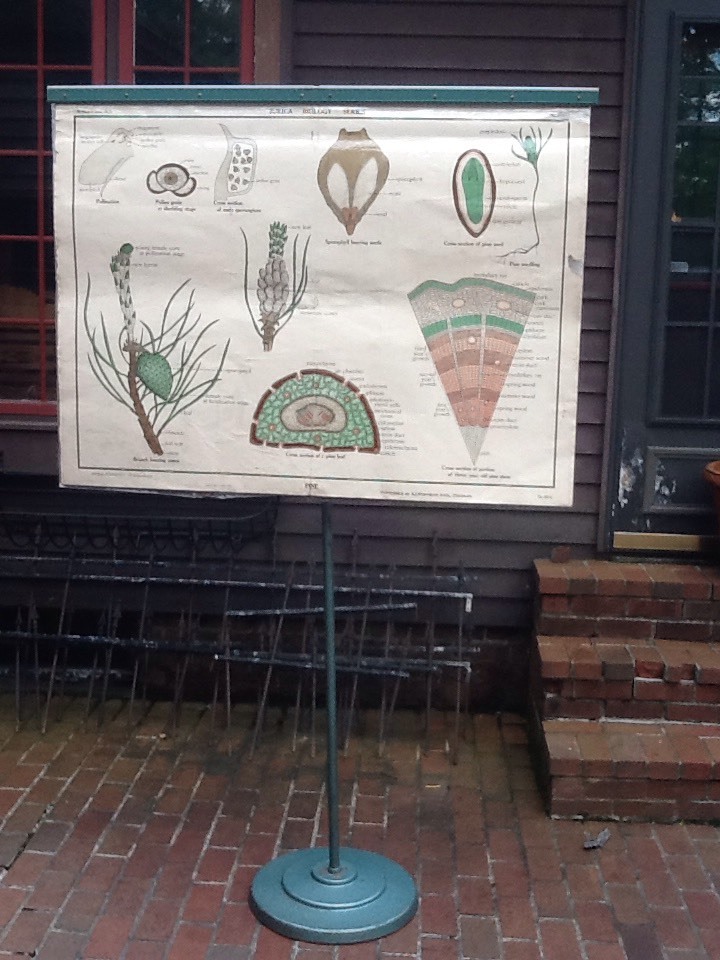 Antique /Vtg  A.J. Nystrom Jurica PH.D. Biology Series 24 Print Charts On Stand