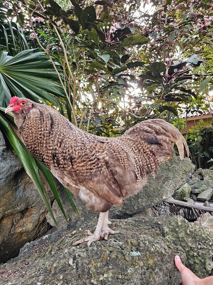 6 Chocolate Cuckoo Ameraucana Hatching Eggs - Half Dozen Shipped in Foam!