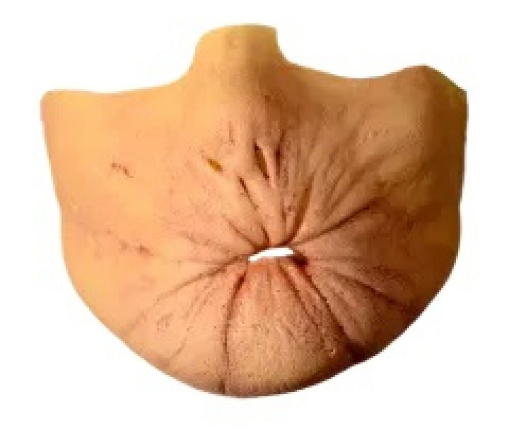 Preacher Arse Face Appliance