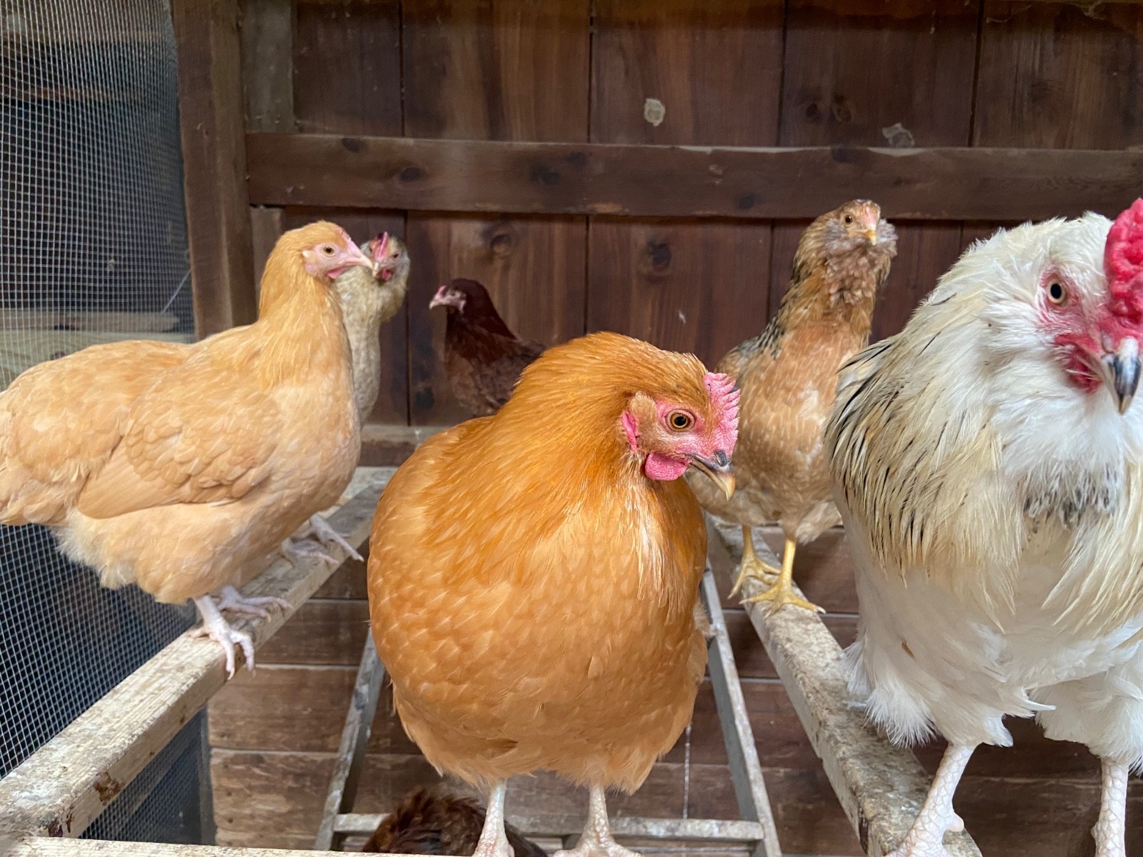 Chicken Hatching Eggs, (20) , Mixed Barnyard Flock, Wyandotte, Easter E etc.