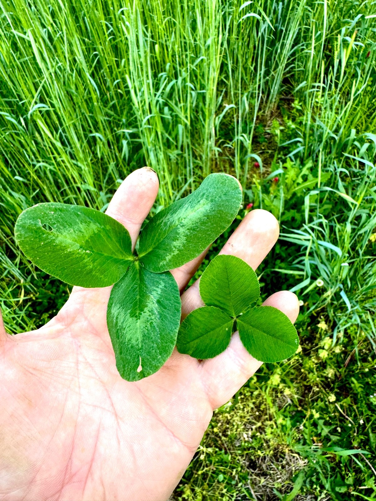 Frost Seeding Food Plot Seed Big Leaves JUMBO LADINO White Clover 2#  1/2 Ac