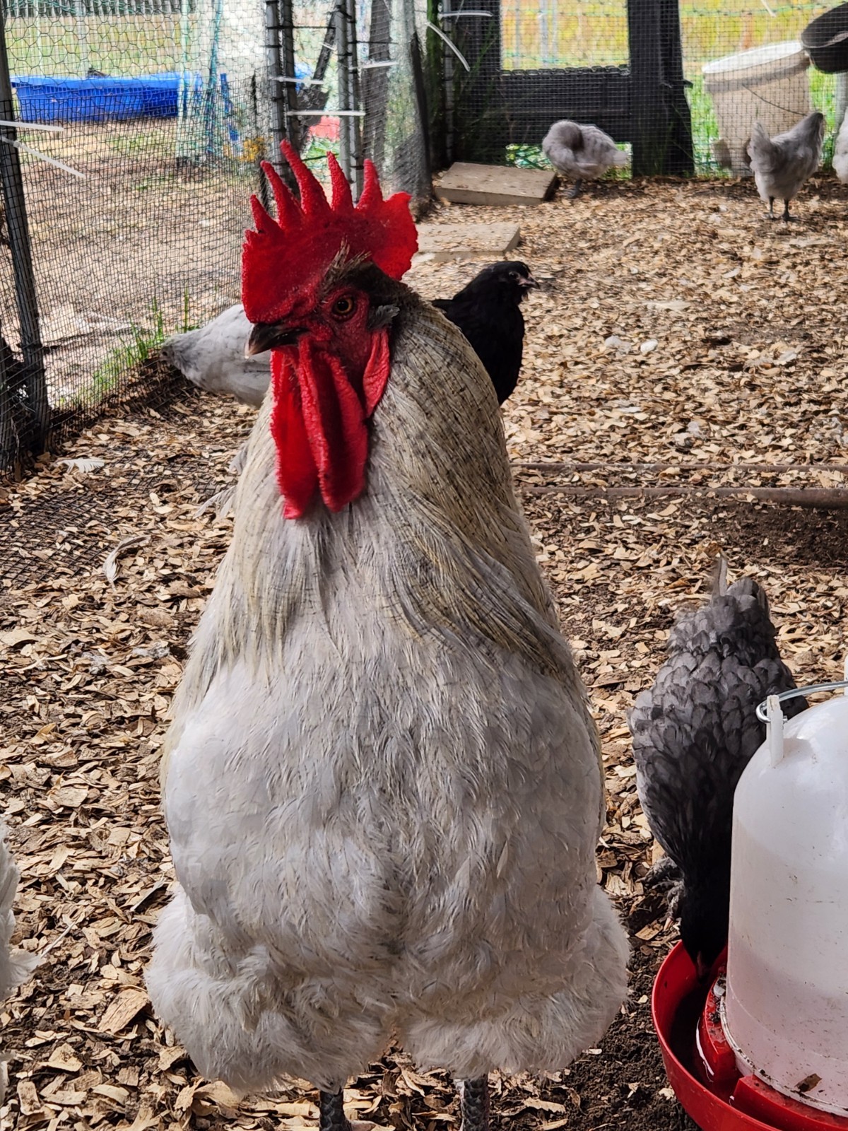 6 Lavender Orpington NPIP fertile chicken hatching eggs. Gorgeous color!!!