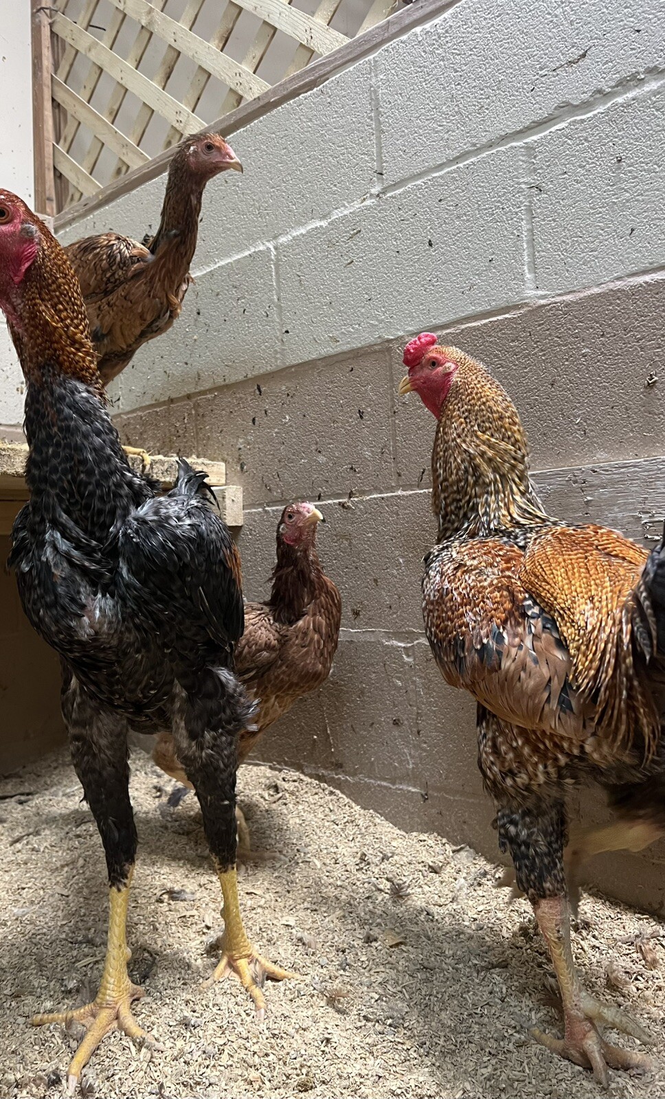 Indio Gigante 1 Dozen Hatching Eggs See Description For Shipping Timeframe