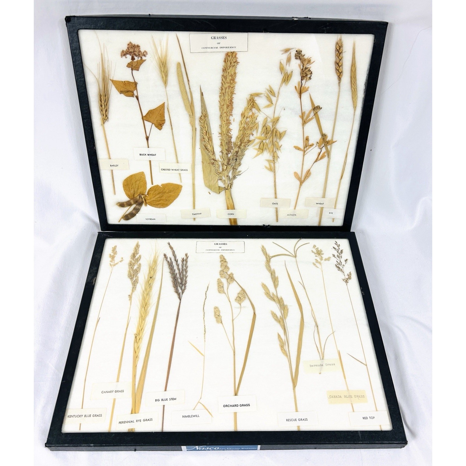 Vtg Herbarium Dried Grasses of Commercial Importance Labeled in Display Boxes