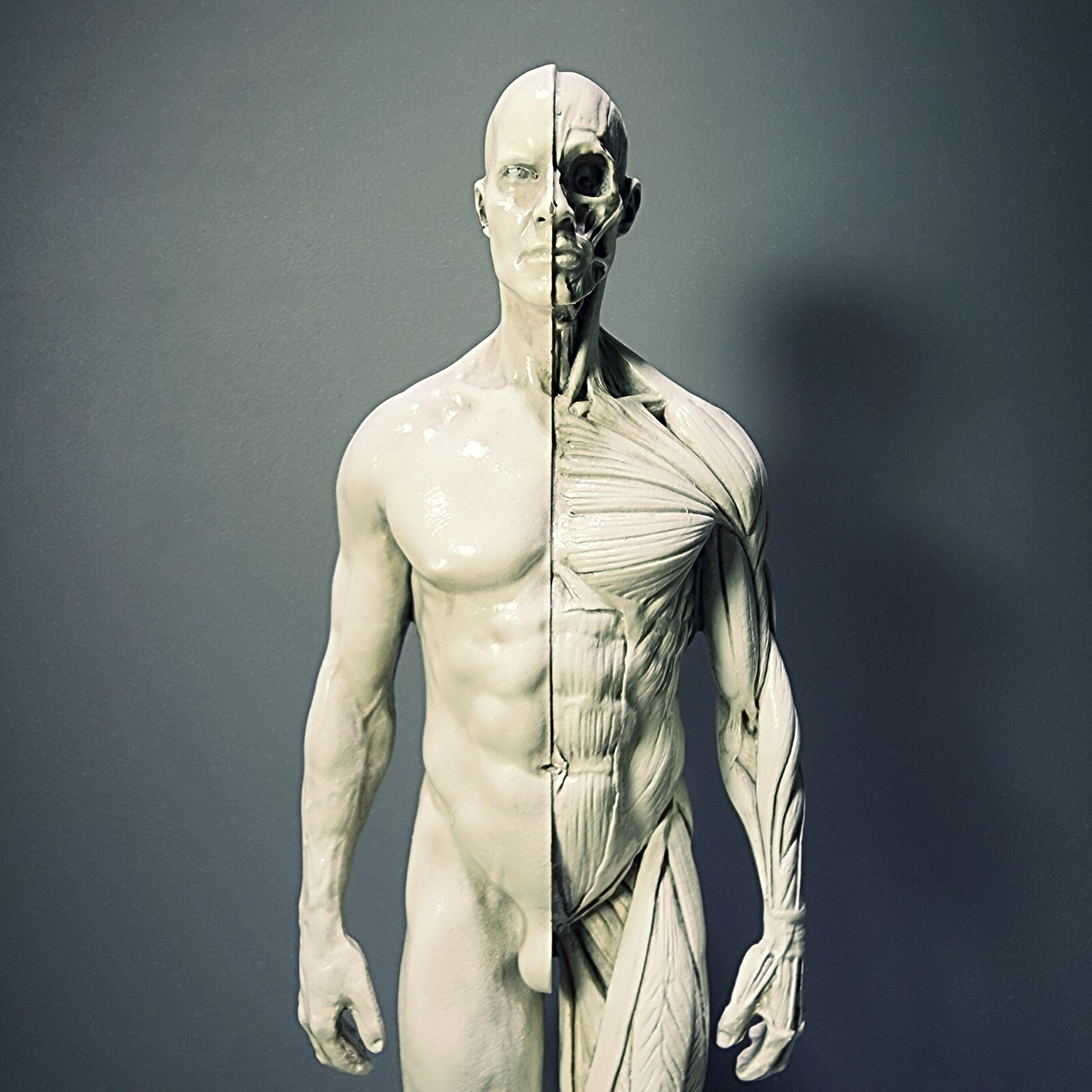 Anatomical Male Medical Model with Muscles, Oddities deocr, Semi-Gloss Ivory