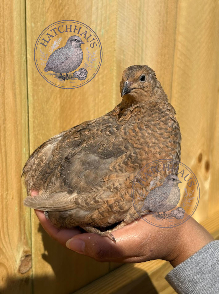 36 Assorted RARE COLORS Coturnix Quail Hatching Eggs - shipped in foam