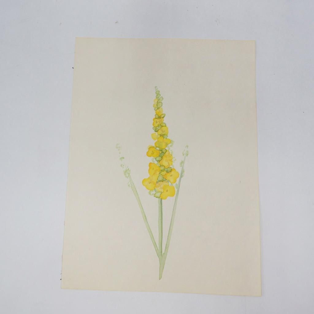 Watercolor Painting Yellow Delphinium Still Life Colorful
