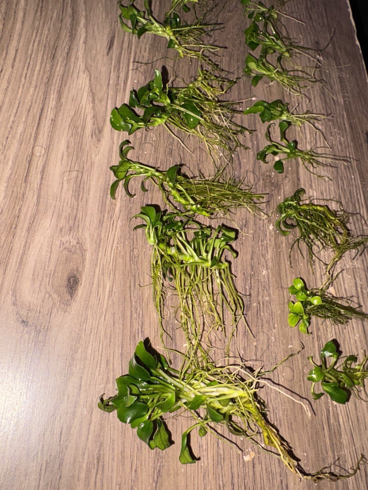 5 Anubias Nana Petite Anubias Plants Easy Live Aquarium Plants ✅