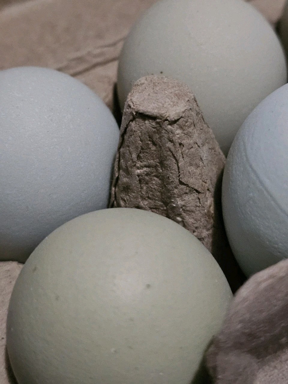 12+ bantam/easter egger cross, possible purebreeds!!
