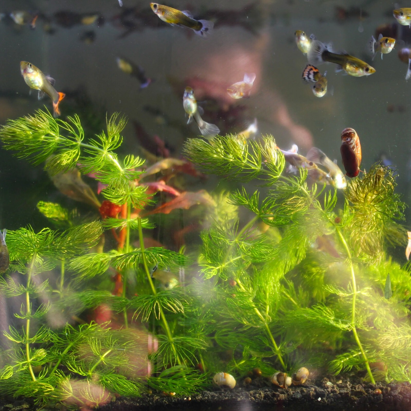 3+ Hornwort Live Aquarium Plants