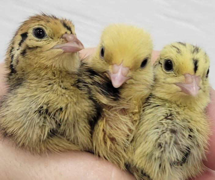 55 +extras Coturnix Quail Hatching Eggs NPIP Flock