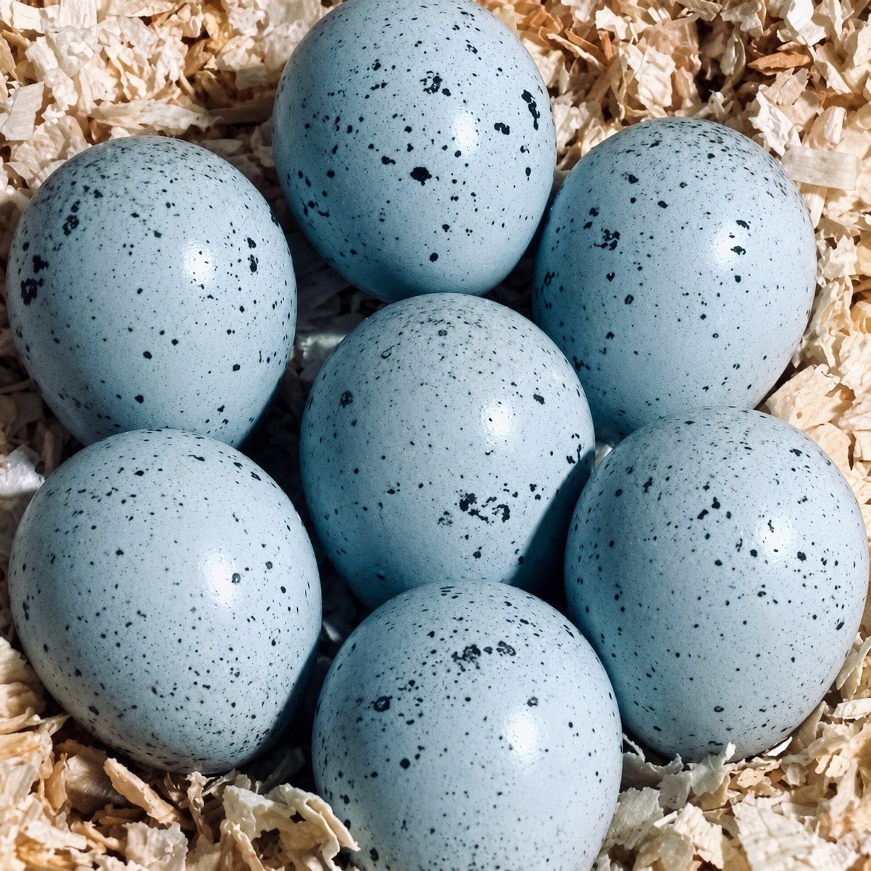 50+ Rare Celadon Coturnix Hatching Eggs