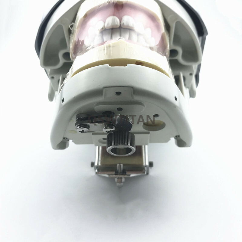 Dental Simulator Manikin Phantom Head practical exercises Head model