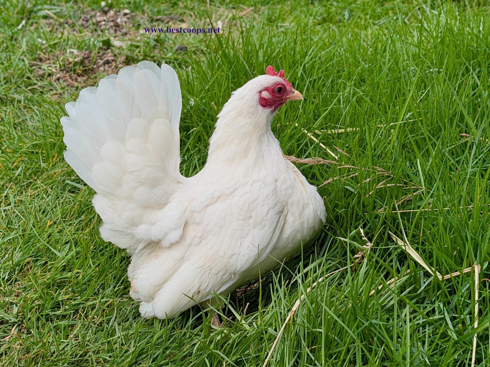 10+ White Serama Fertile Chicken Hatching Eggs