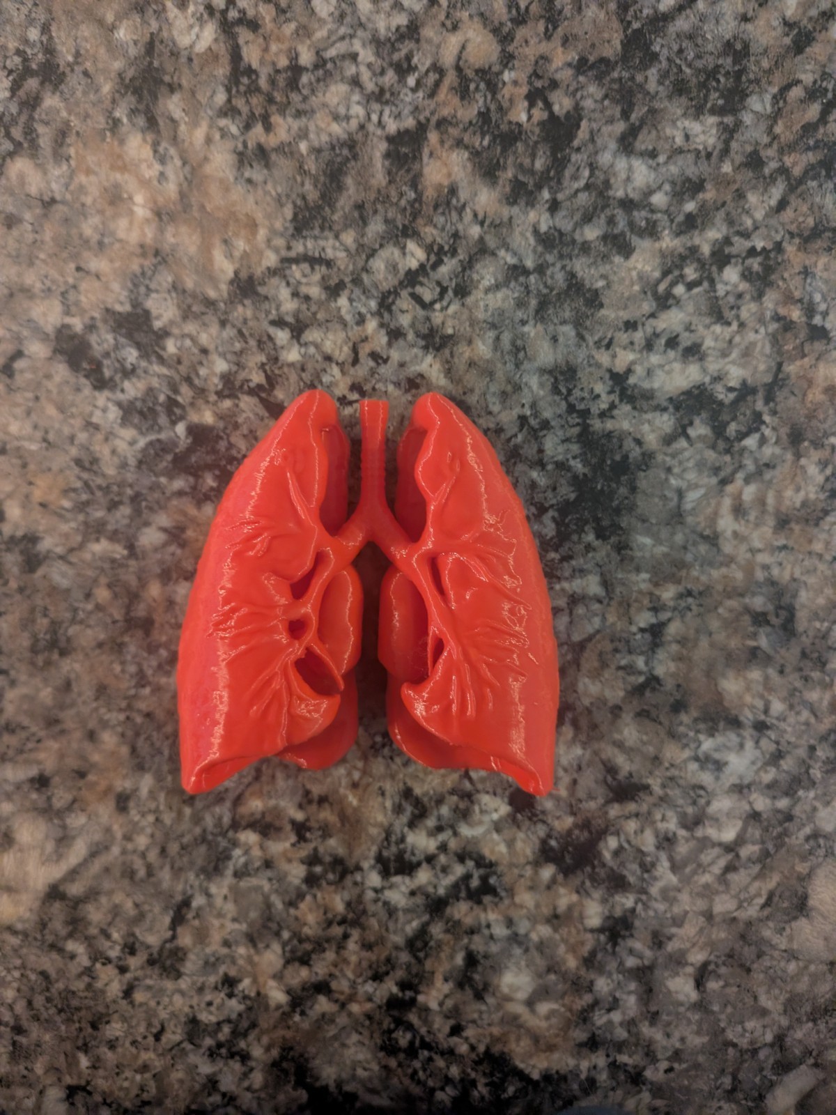 3D Printed Human Lungs | Human Anatomy- Repiratory System