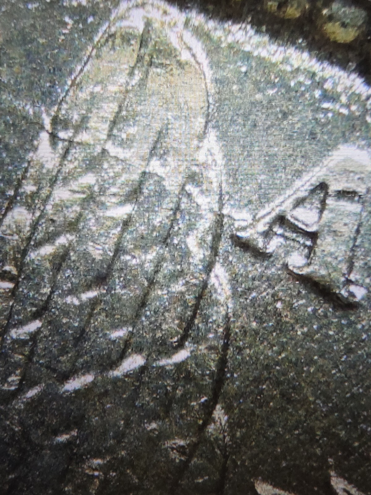 1886 Morgan Silver Dollar NGC MS-64 Brilliant Vam