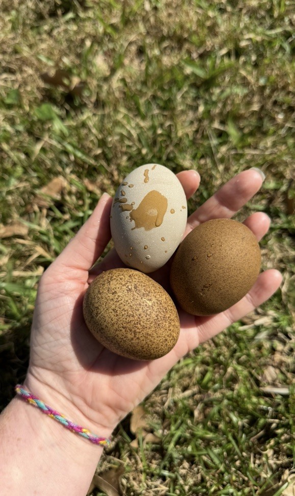 12+ Multigeneration Olive Egger Hatching Eggs Heavy Blooms/Speckles F1, BC1, BC2
