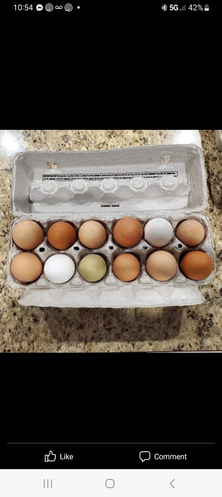 12+ Barnyard Mix Hatching Eggs 🥚