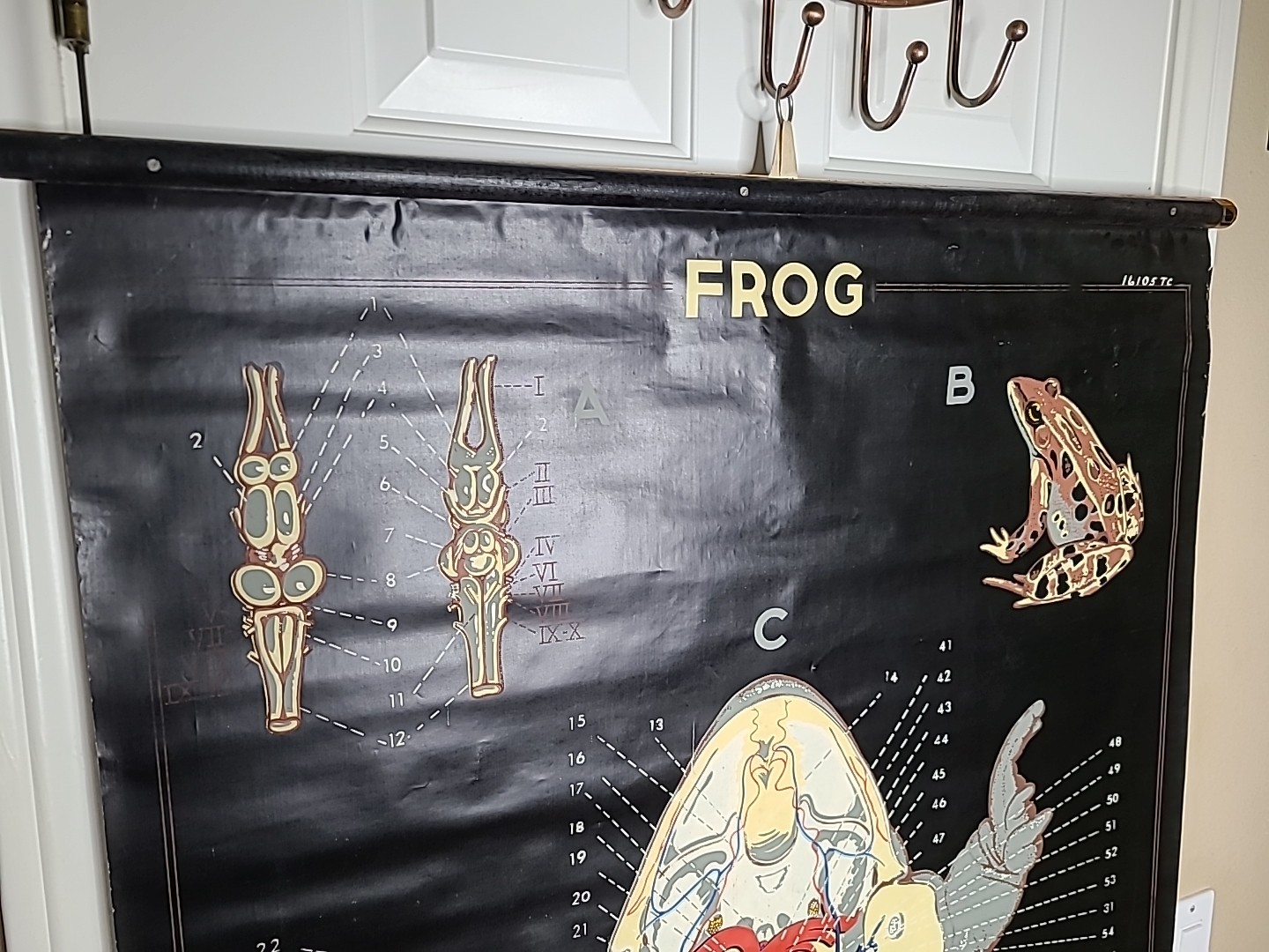 1938 Turtox Products Pull Down Anatomy Chart FROG Chicago USA 30" X 40" GUC