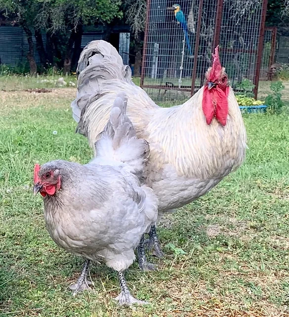 6+ Fertile Opal Legbar hatching eggs Rare Breed
