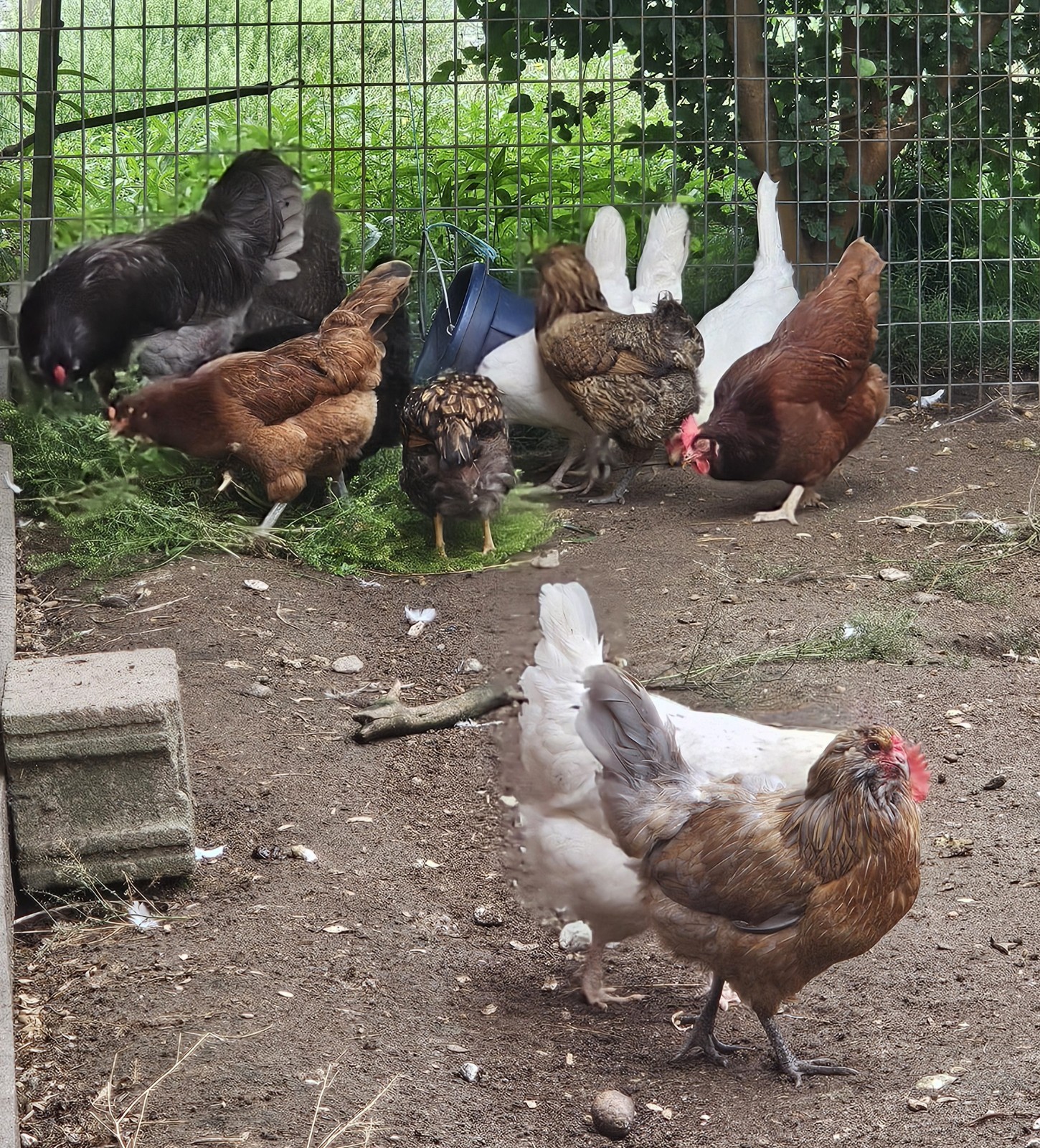 FREE SHIPPING 12 Eggs Whites Blues Greens etc Under A Blue Americana rooster