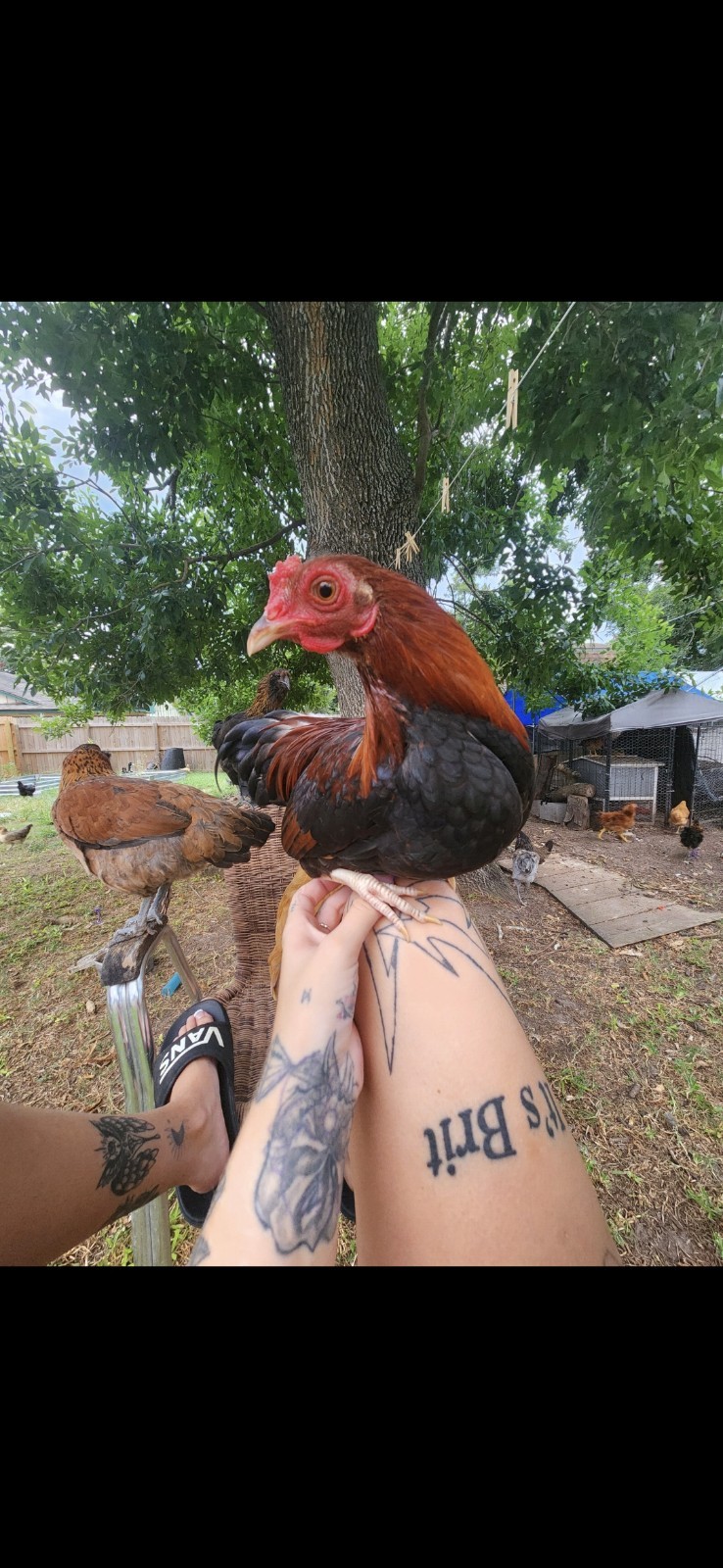 Fertile Bantam Mystery Hatch 18 eggs