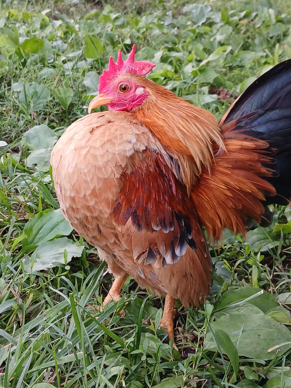 6+ Fertile Show Quality Malaysian Serama Chicken Hatching Eggs