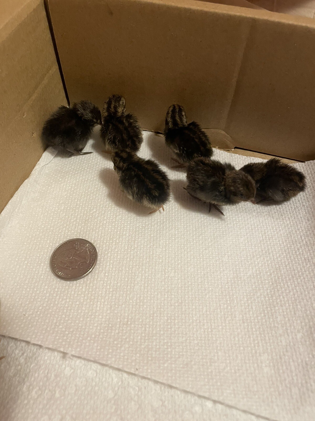 12 Fertile Button Quail Hatching Eggs
