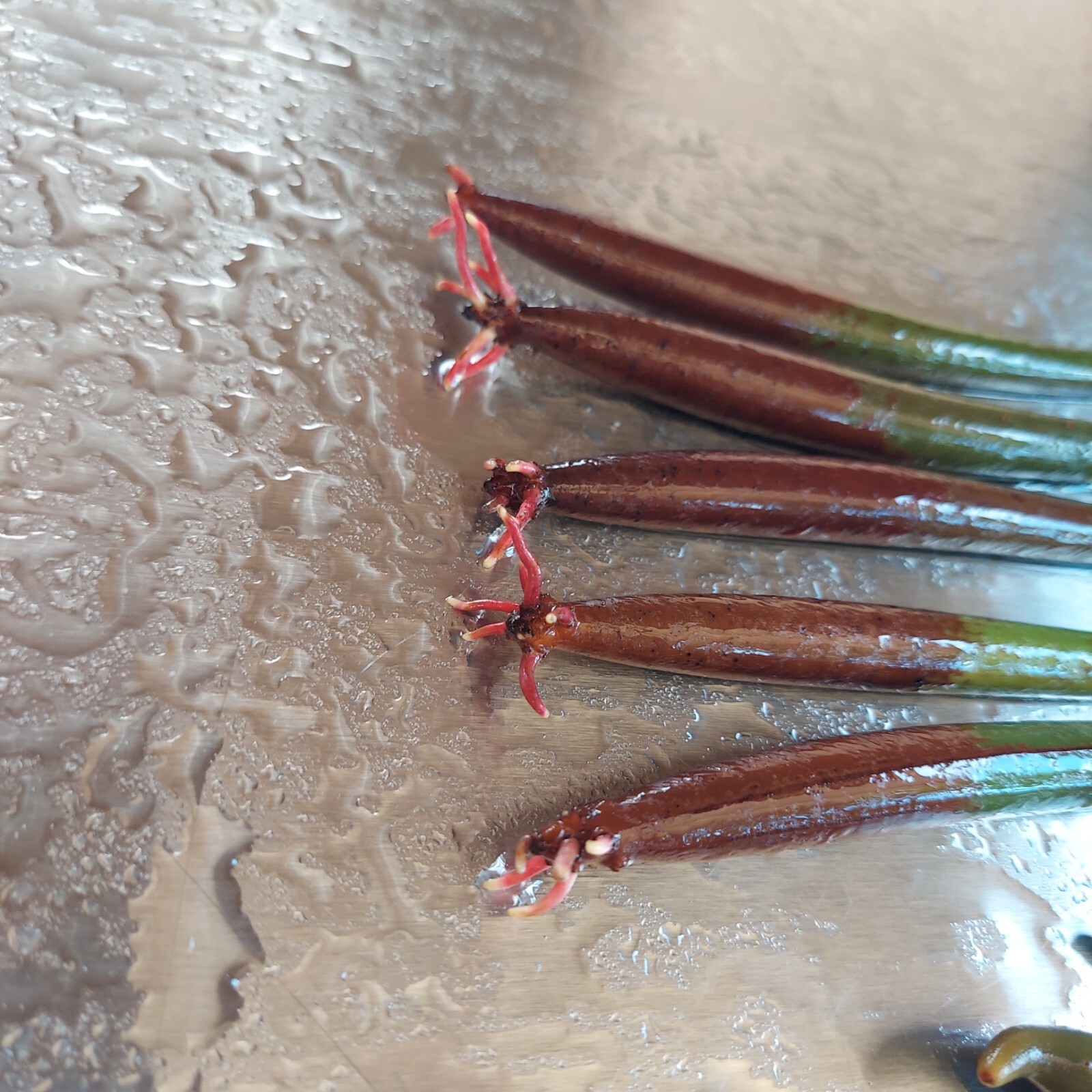 5 Red Mangrove Live Plants WITH ROOTS, 5 Oriental Orange Mangrove Seeds Aquarium