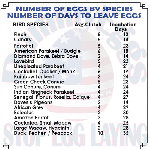DummyEggs COCKATIEL PLASTIC BIRD EGGS STOP LAYING! 7 Realistic Fakes, Quaker GCC