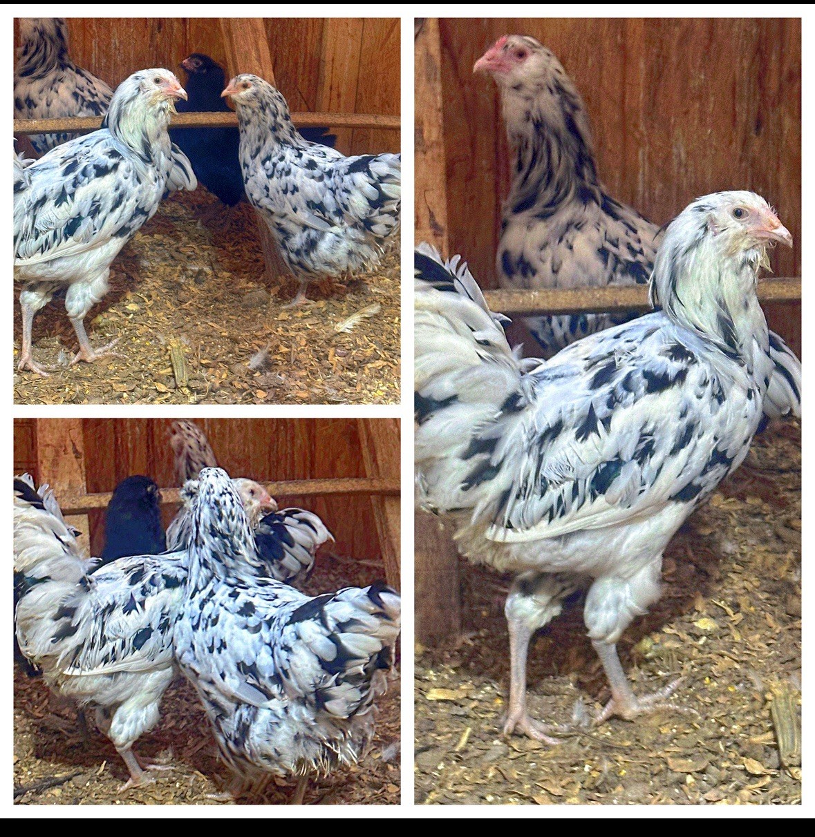 6 Ermine Ameraucana Hatching Eggs (NPIP Certified)