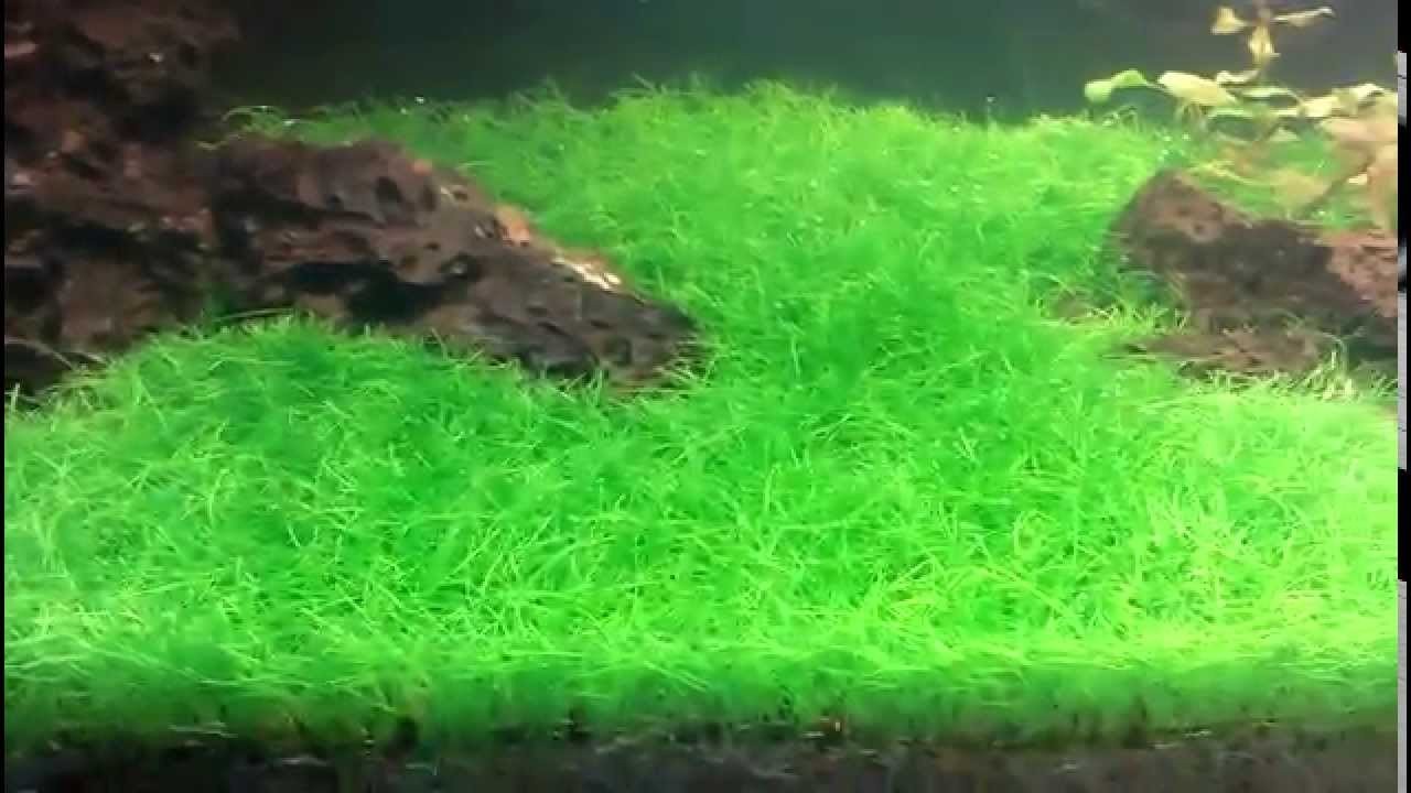 Dwarf Hairgrass Mini (Eleocharis acicularis) 3×5″ Coir Mat Live Plant B2G1