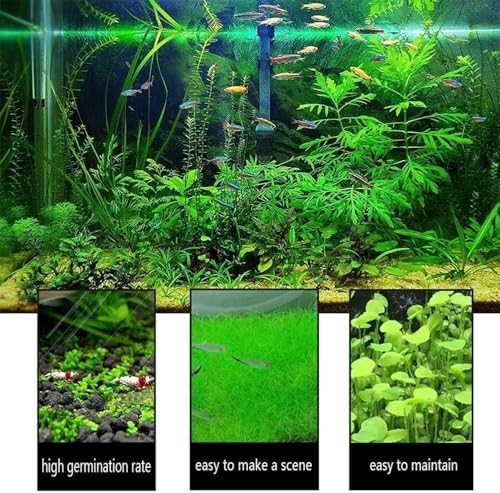 4 Bags Aquarium Plant S.e.e.ds, not Artificial Plastic Plant, Fish Tank Live