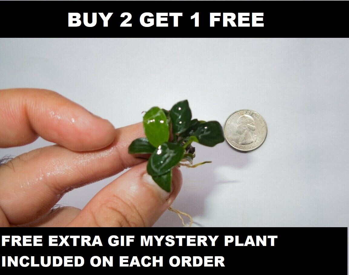BUY 2 GET 1 FREE Anubias Nana Petite Live Aquarium Plants fish tank planted tank