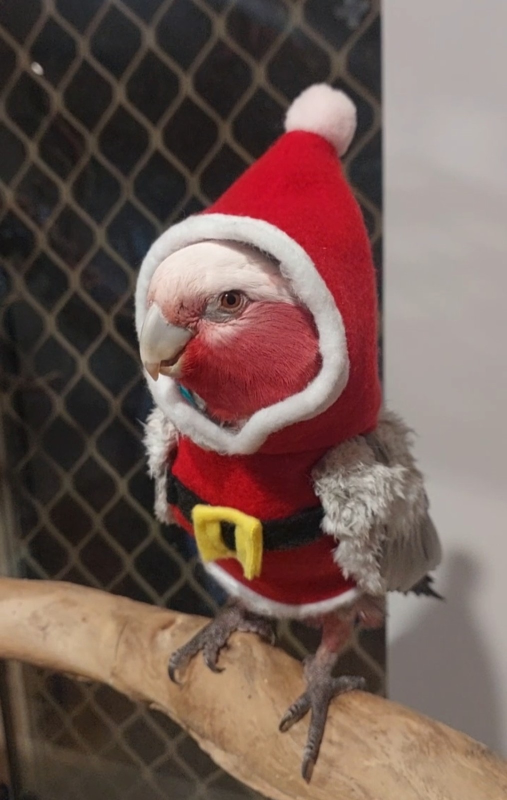 Santa Baby Hoodie