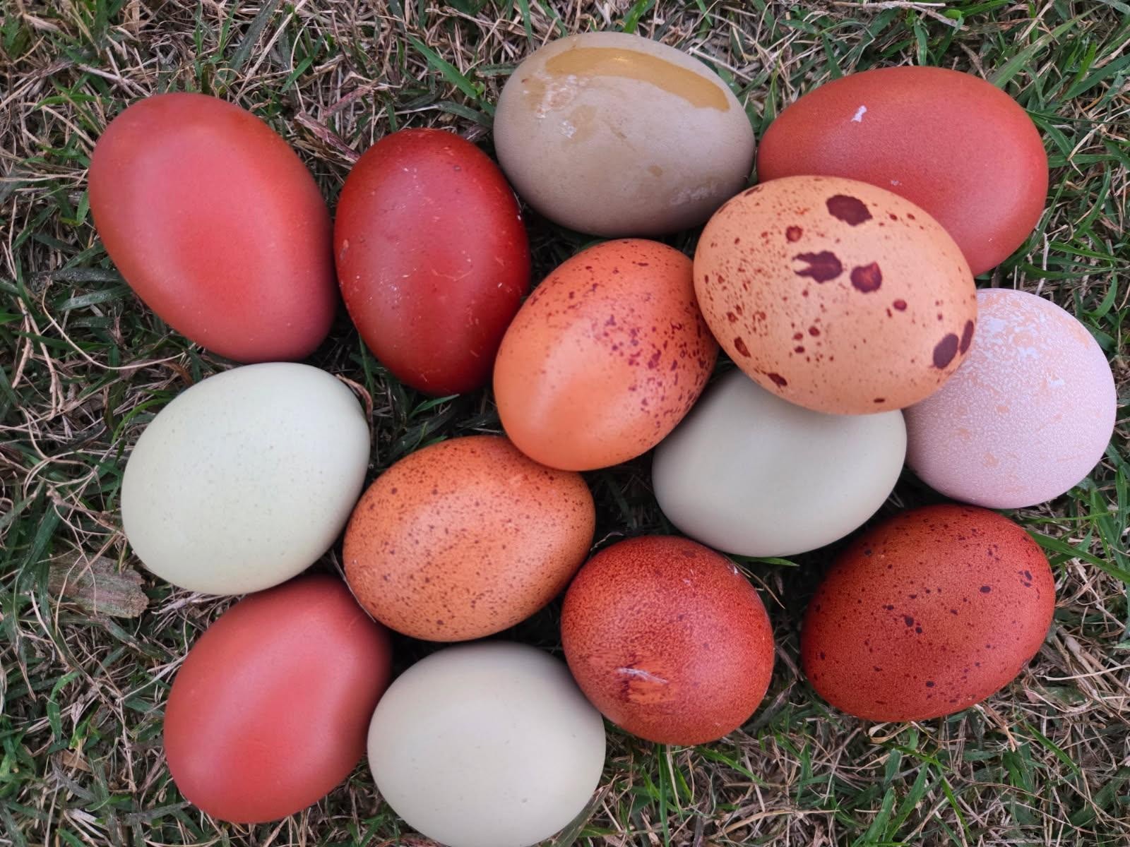 🐣✨ 12 Rainbow chicken hatching eggs| Healthy Flock - NOT Barnyard Mix🐣✨