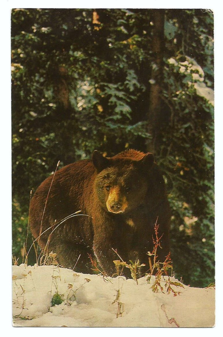 Black Bear Postcards Bears Wildlife
