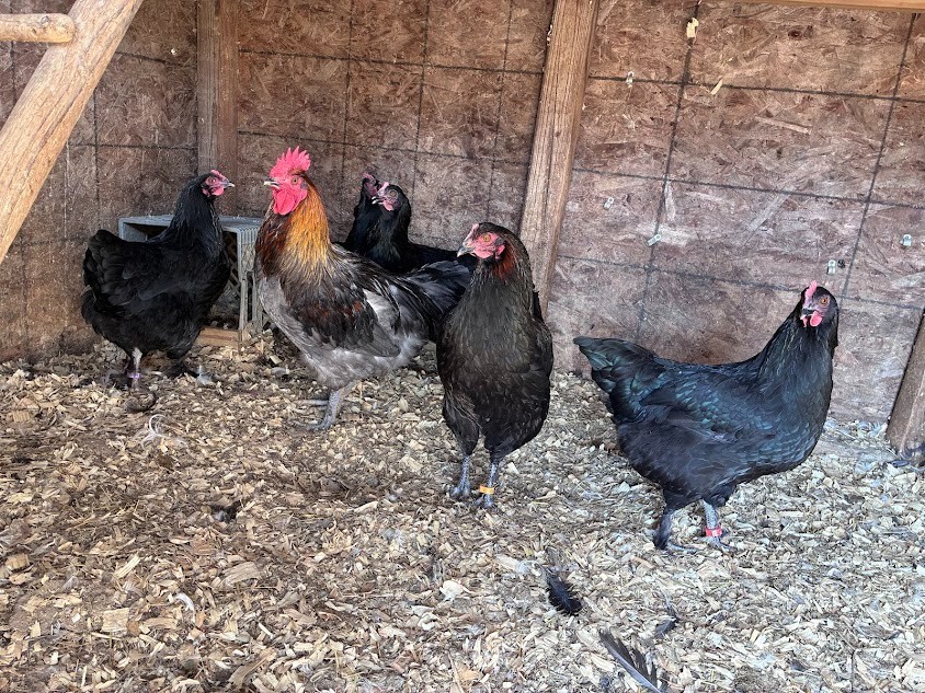 Blue and Black Copper Marans 10++ Fertile Hatching Eggs