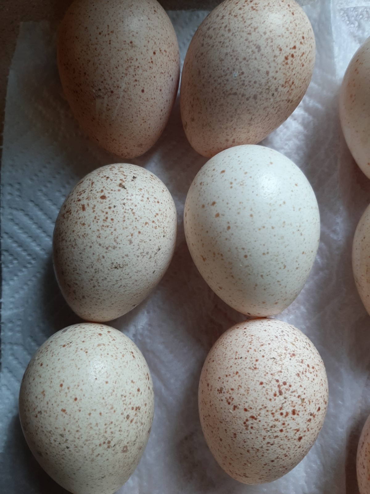 12 Eastern Wild Turkey Hatching Eggs