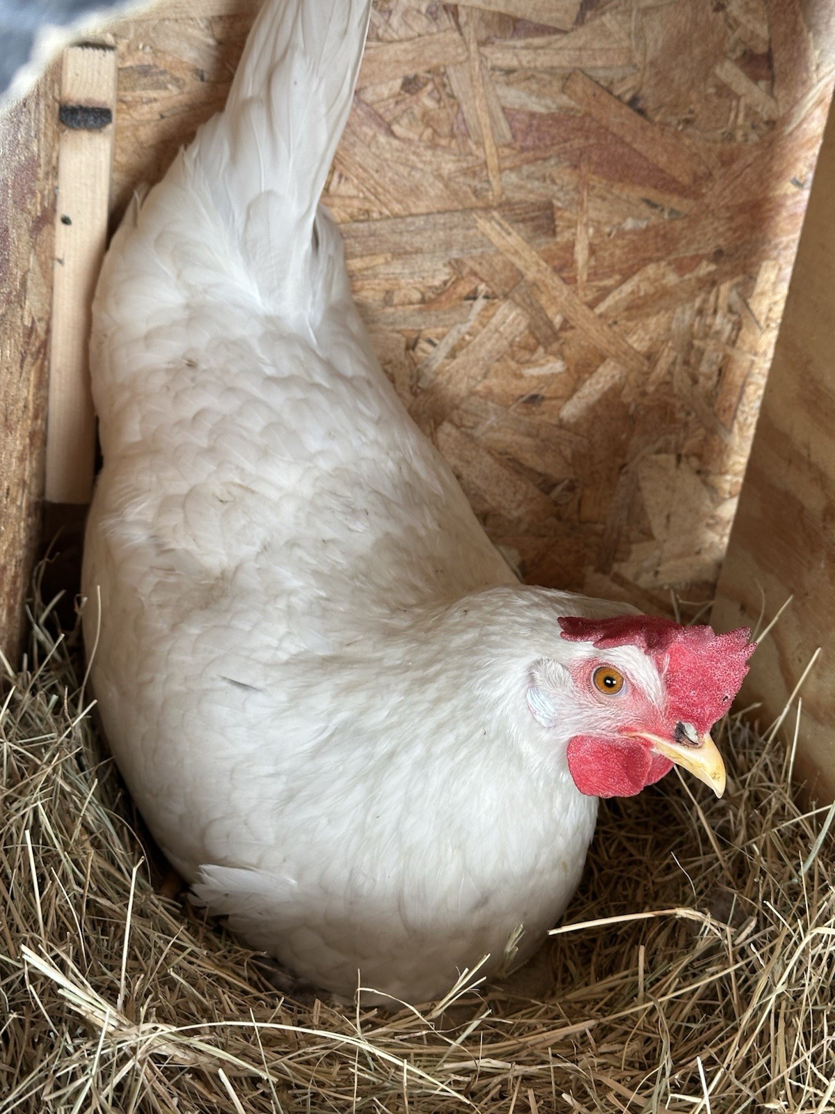 16+ Breeds Chicken Fertile Hatching Eggs, (12) 🐣 fertilized hatching eggs ❤️