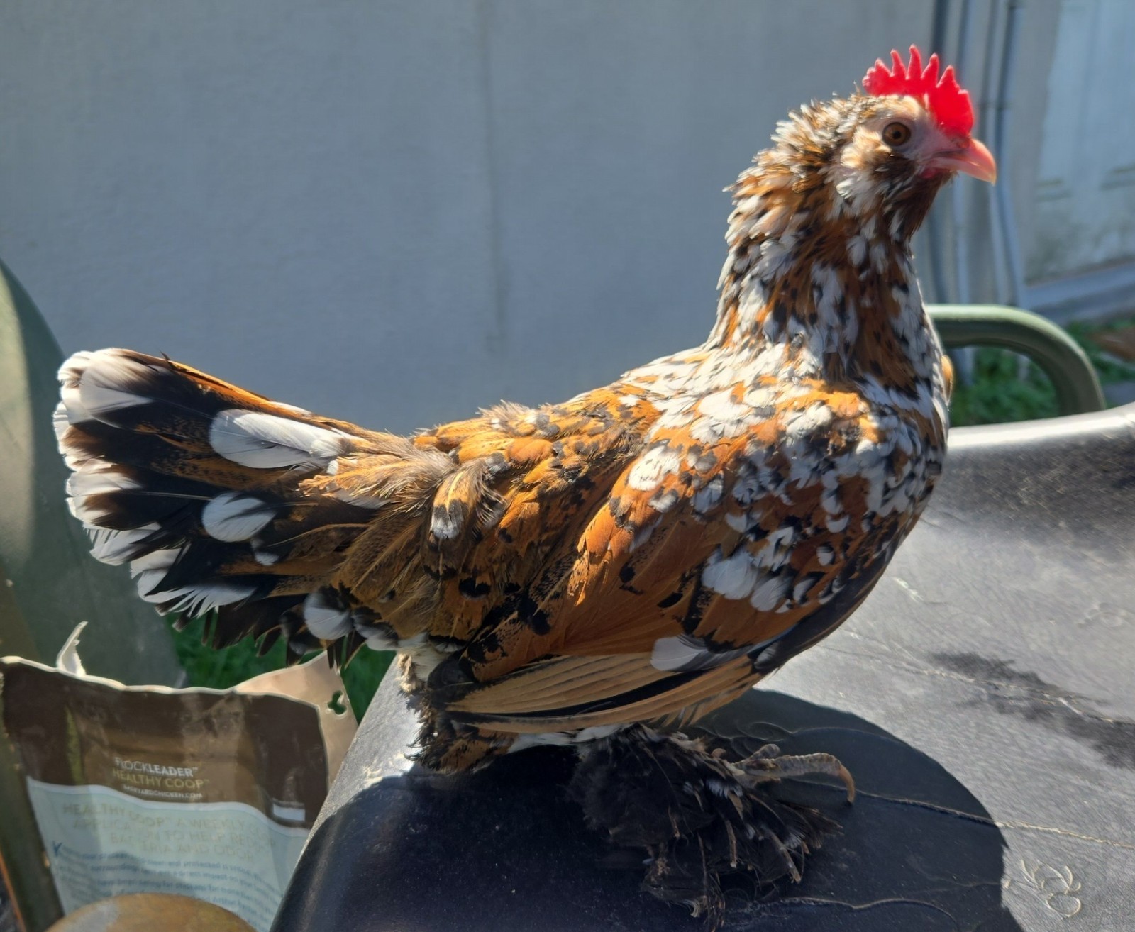 Belgian Bearded Mille Fleúr D'uccle Hatching Eggs (12+) NPIP Certified