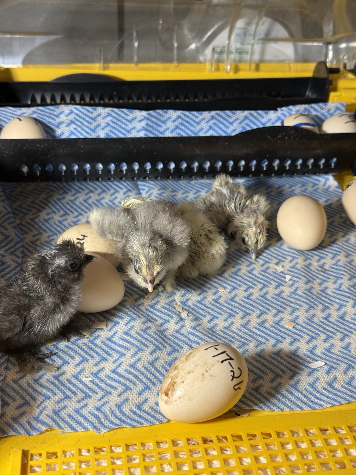 6 Silkie Hatching Eggs – Bearded, Fluffy, Show Quality Mix – Assorted Color