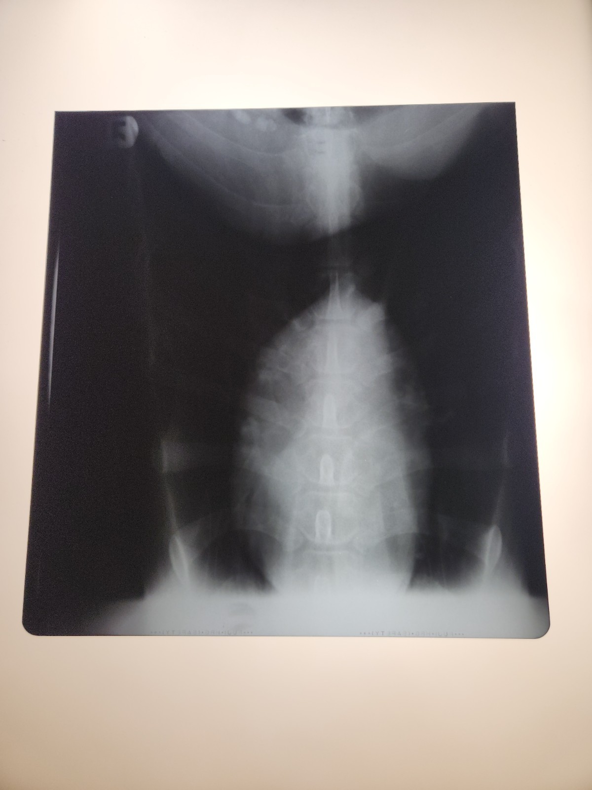 Animal X-Ray Film Negative Print Canine Dog 9 7/8" x 10 7/8" XRay Medical B13