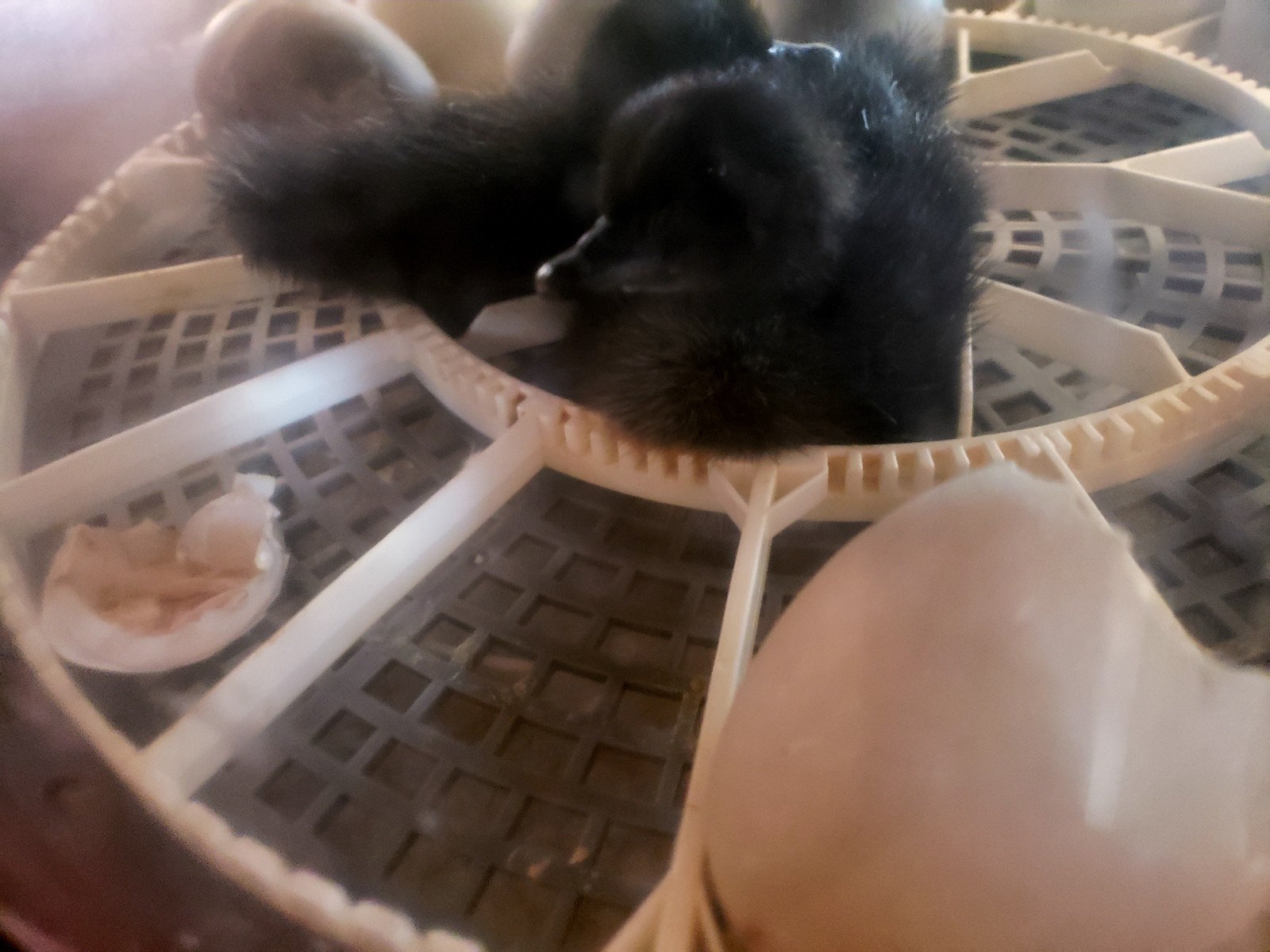 12+ Cayuga Duck Hatching Eggs Pure Breed 😍 Plus Free Gift