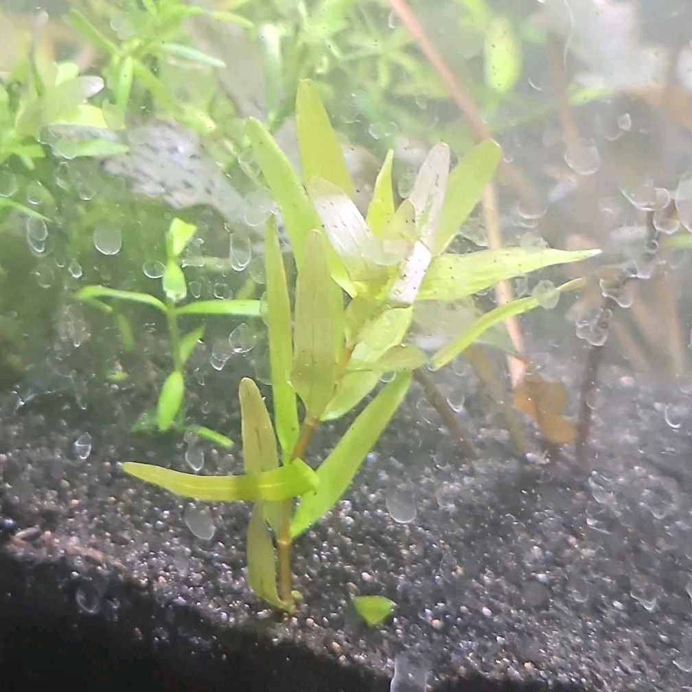Rotala Rotifunda, live aquarium plants, tropical, freshwater